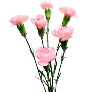 Colibri-Flowers-carnation-Don-pedro, grower of Carnations, Minicarnations, Roses, Greenball and fillers.
