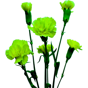 Colibri-Flowers-carnation-wedding, grower of Carnations, Minicarnations, Roses, Greenball and fillers.