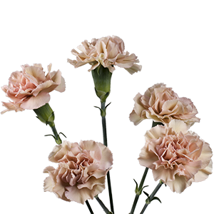 Colibri-Flowers-carnation-golem, grower of Carnations, Minicarnations, Roses, Greenball and fillers.
