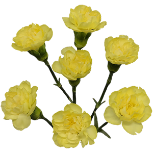 Colibri-Flowers-carnation-Diletta, grower of Carnations, Minicarnations, Roses, Greenball and fillers.