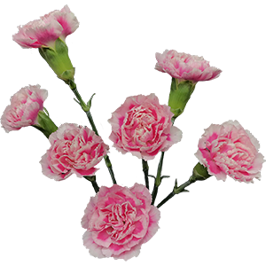 Colibri-Flowers-carnation-Moon_Golem, grower of Carnations, Minicarnations, Roses, Greenball and fillers.