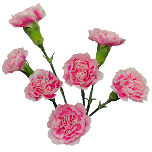 Colibri-Flowers-carnation-Brut, grower of Carnations, Minicarnations, Roses, Greenball and fillers.