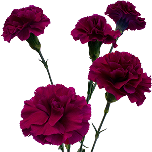 Colibri-Flowers-carnation-Dollar, grower of Carnations, Minicarnations, Roses, Greenball and fillers.