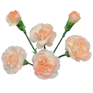 Colibri-Flowers-carnation-lizzy, grower of Carnations, Minicarnations, Roses, Greenball and fillers.