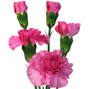 Colibri-Flowers-carnation-mandalay, grower of Carnations, Minicarnations, Roses, Greenball and fillers.