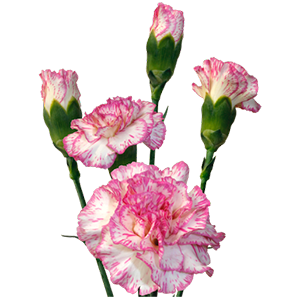 Colibri-Flowers-carnation-pradomint, grower of Carnations, Minicarnations, Roses, Greenball and fillers.
