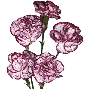 Colibri-Flowers-carnation-crazy-horse, grower of Carnations, Minicarnations, Roses, Greenball and fillers.