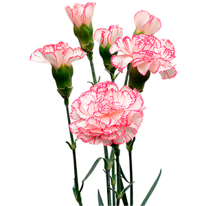 Colibri-Flowers-carnation-caroline, grower of Carnations, Minicarnations, Roses, Greenball and fillers.