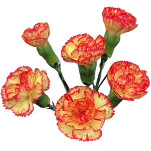 Colibri-Flowers-carnation-Clearwater, grower of Carnations, Minicarnations, Roses, Greenball and fillers.