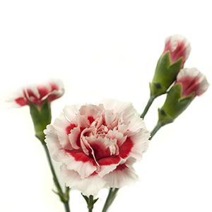 Colibri-Flowers-carnation-goblin, grower of Carnations, Minicarnations, Roses, Greenball and fillers.