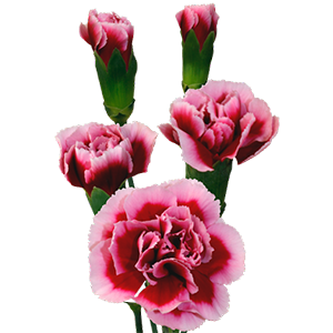 Colibri-Flowers-carnation-farida, grower of Carnations, Minicarnations, Roses, Greenball and fillers.