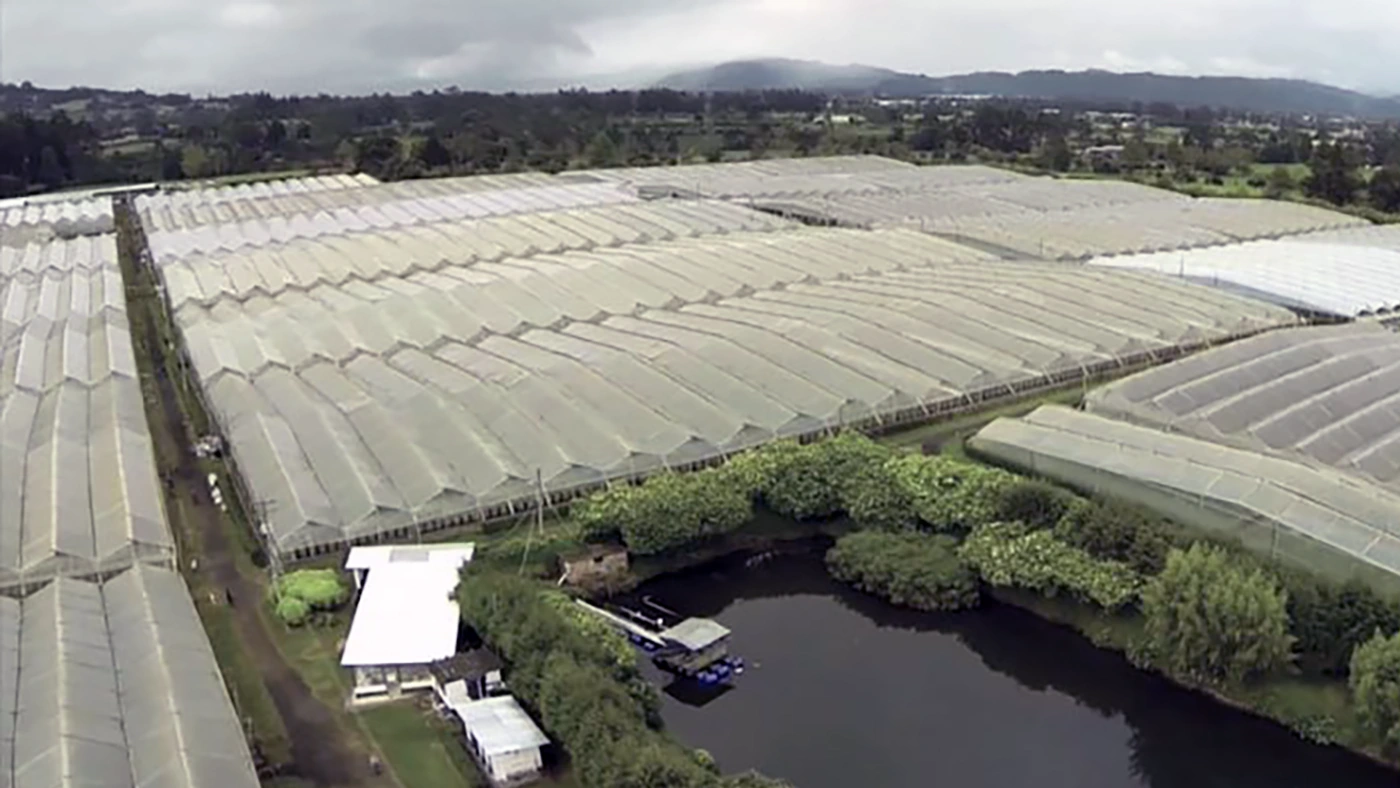 Arrayanes farm greenhouse at Colibri Flowers