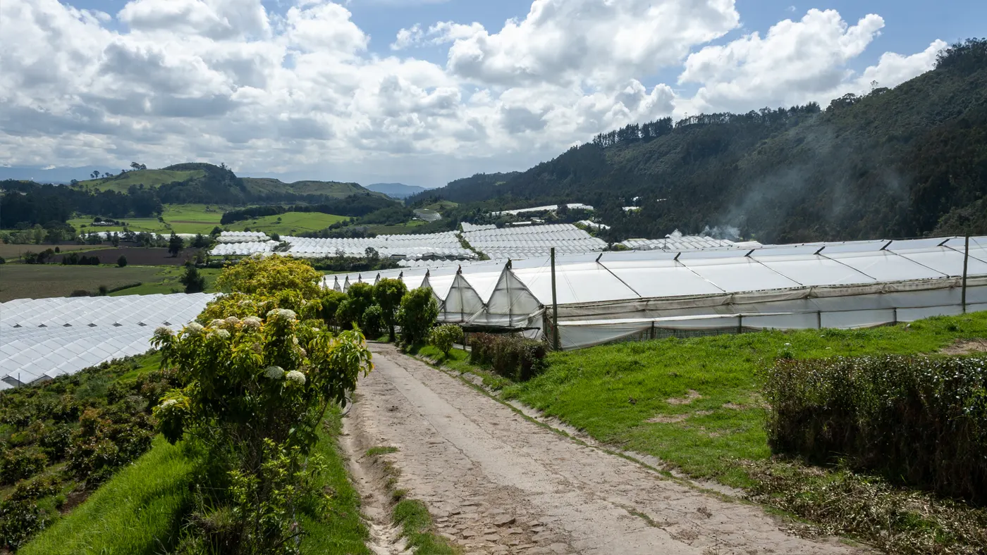 Corito farm flower production area