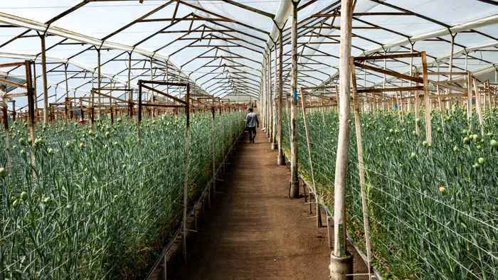 Corito farm greenhouse corridor
