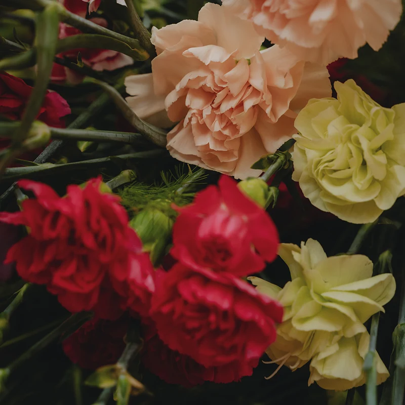 Carnations Spray Carnations