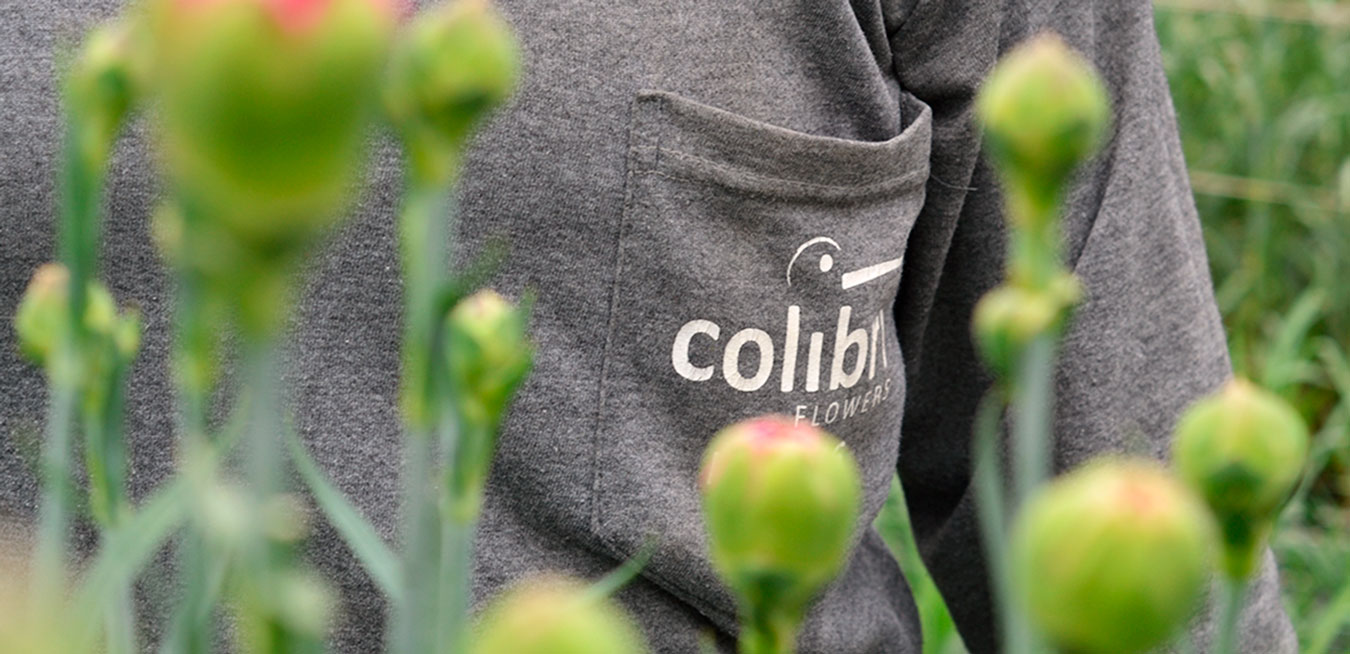 Colibri-Flowers-nuestra-empresa, grower of Carnations, Minicarnations, Roses, Greenball and fillers.