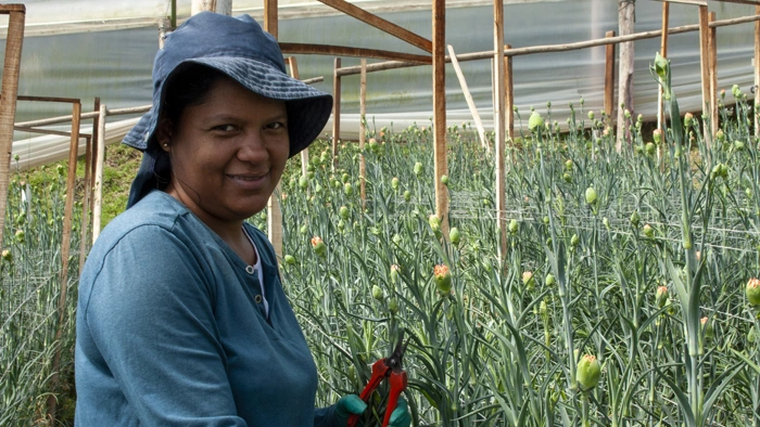 Harvest stage of carnations at peak quality