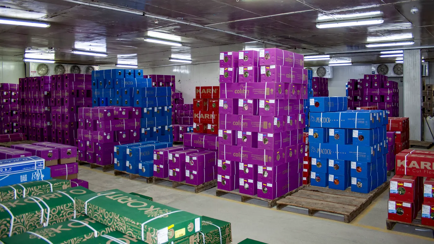 Cold storage rooms preserving flower freshness