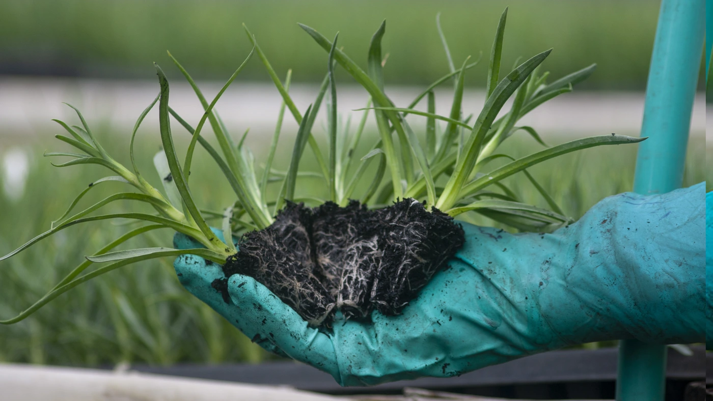 Carnation propagation process at Colibri Flowers