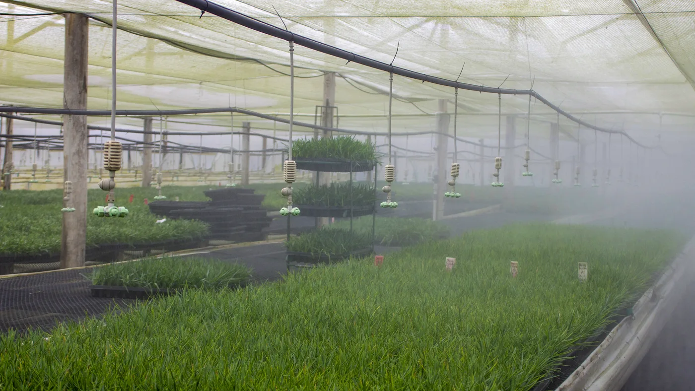 Irrigation and fertilization in flower crops