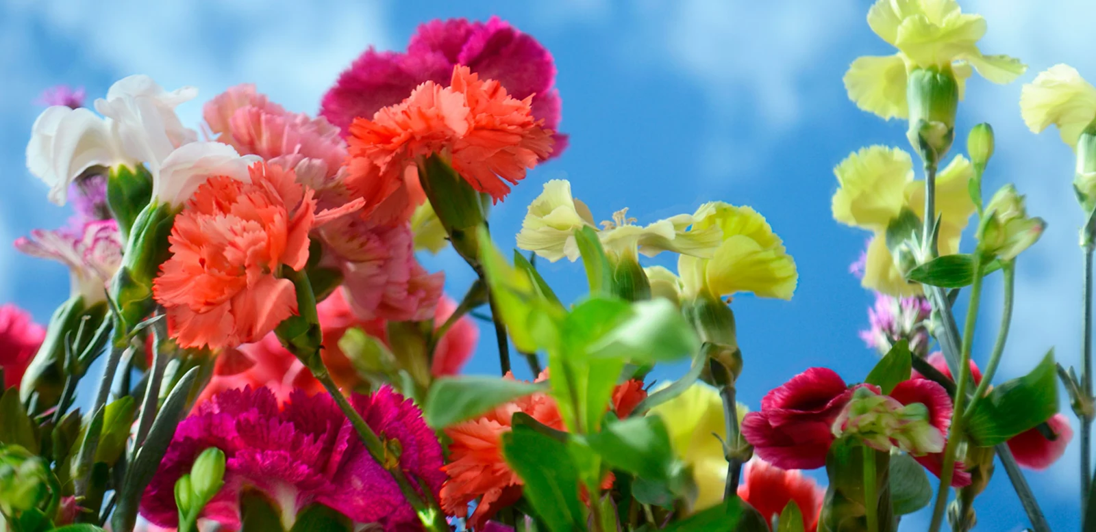 Produce and grow responsibility