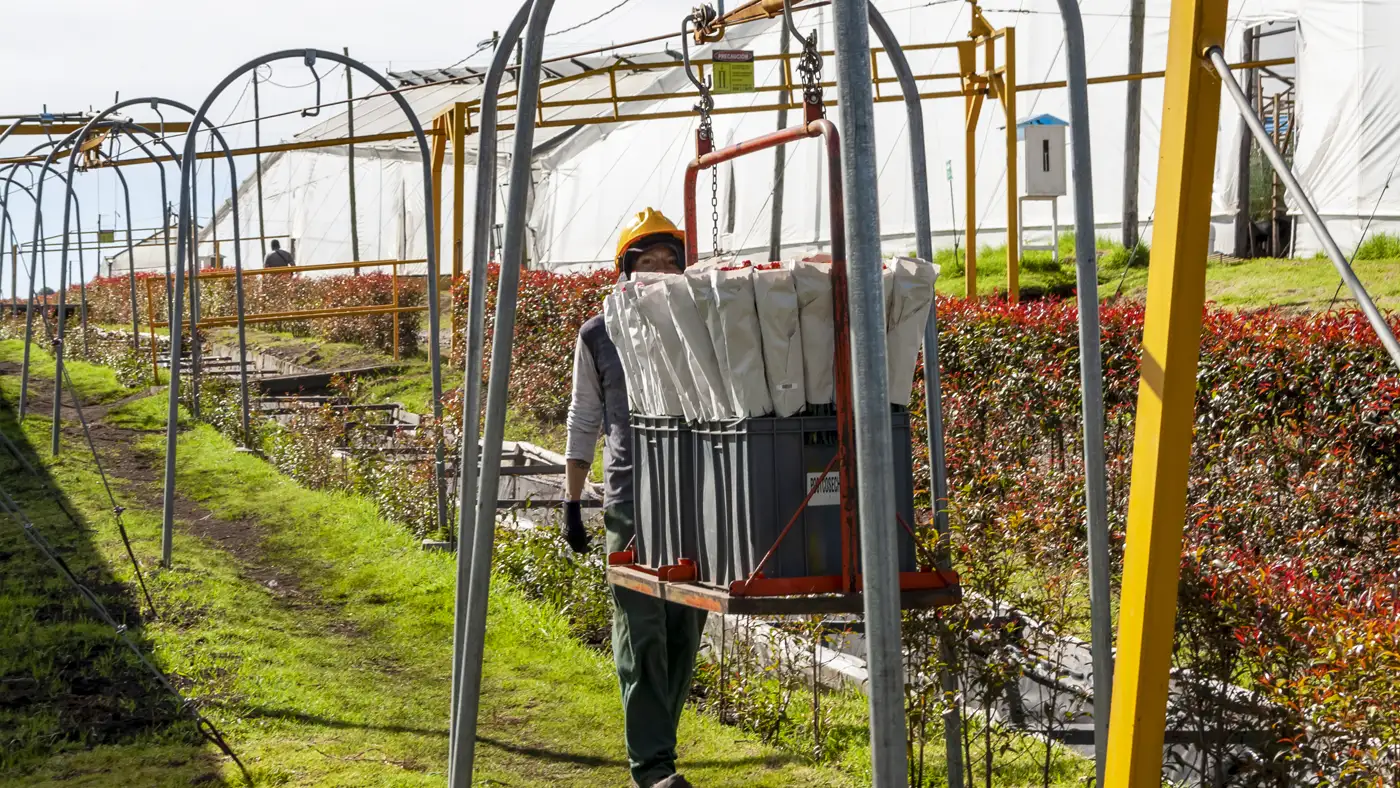 Transport of flowers from greenhouse to packing area