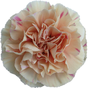 Colibri-Flowers-carnation-AppleTea, Grower of Carnations, Minicarnations, Roses, Greenball and fillers.