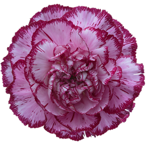 Colibri-Flowers-carnation-Bacarat-Purple, Grower of Carnations, Minicarnations, Roses, Greenball and fillers.