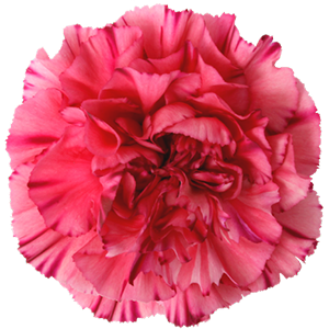 Colibri-Flowers-carnation-bernard, grower of Carnations, Minicarnations, Roses, Greenball and fillers.