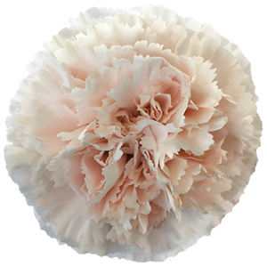 Colibri-Flowers-carnation-Brut, grower of Carnations, Minicarnations, Roses, Greenball and fillers.
