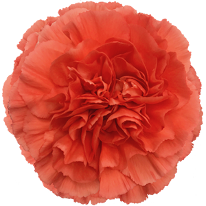 Colibri-Flowers-carnation-caroline, grower of Carnations, Minicarnations, Roses, Greenball and fillers.