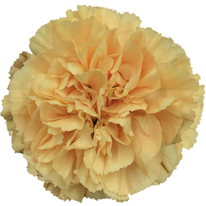 Colibri-Flowers-carnation-caroline-gold, grower of Carnations, Minicarnations, Roses, Greenball and fillers.