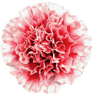 Colibri-Flowers-carnation-cheerio, grower of Carnations, Minicarnations, Roses, Greenball and fillers.