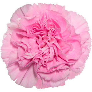 Colibri-Flowers-carnation-Clearwater, grower of Carnations, Minicarnations, Roses, Greenball and fillers.
