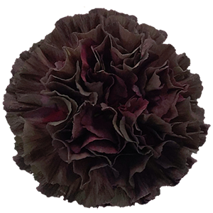 Colibri-Flowers-carnation-Copper Extasis, grower of Carnations, Minicarnations, Roses, Greenball and fillers.
