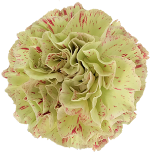 Colibri-Flowers-carnation-Cover, grower of Carnations, Minicarnations, Roses, Greenball and fillers.