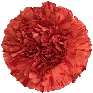 Colibri-Flowers-carnation-crazy-horse, grower of Carnations, Minicarnations, Roses, Greenball and fillers.