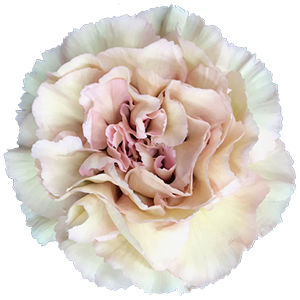 Colibri-Flowers-carnation-creola, grower of Carnations, Minicarnations, Roses, Greenball and fillers.