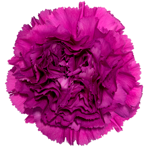 Colibri-Flowers-carnation-Dark_Farida, grower of Carnations, Minicarnations, Roses, Greenball and fillers.
