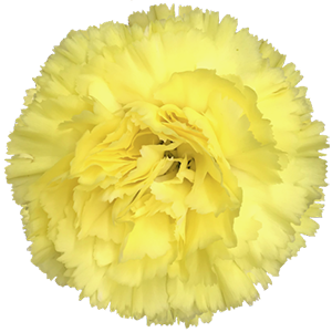 Colibri-Flowers-carnation-Diletta, grower of Carnations, Minicarnations, Roses, Greenball and fillers.