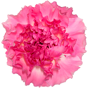 Colibri-Flowers-carnation-Dollar, grower of Carnations, Minicarnations, Roses, Greenball and fillers.