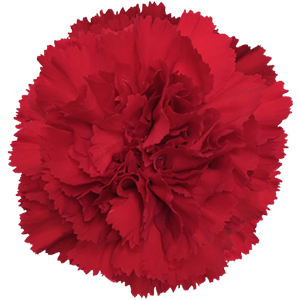 Colibri-Flowers-carnation-Don-pedro, grower of Carnations, Minicarnations, Roses, Greenball and fillers.