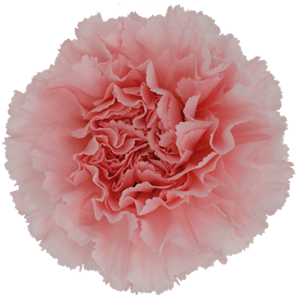 Colibri-Flowers-carnation-doncel, grower of Carnations, Minicarnations, Roses, Greenball and fillers.
