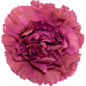 Colibri-Flowers-carnation-Edmond, grower of Carnations, Minicarnations, Roses, Greenball and fillers.
