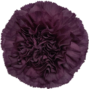 Colibri-Flowers-carnation-extasis, grower of Carnations, Minicarnations, Roses, Greenball and fillers.