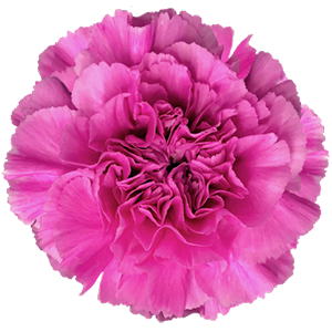 Colibri-Flowers-carnation-farida, grower of Carnations, Minicarnations, Roses, Greenball and fillers.