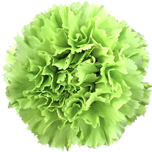 Colibri-Flowers-carnation-goblin, grower of Carnations, Minicarnations, Roses, Greenball and fillers.
