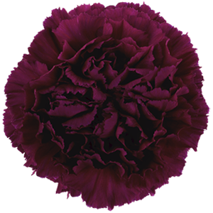 Colibri-Flowers-carnation-golem, grower of Carnations, Minicarnations, Roses, Greenball and fillers.