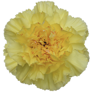 Colibri-Flowers-carnation-hermes, grower of Carnations, Minicarnations, Roses, Greenball and fillers.
