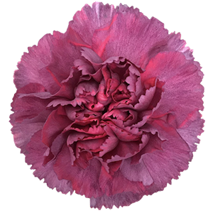 Colibri-Flowers-carnation-hypnosis, grower of Carnations, Minicarnations, Roses, Greenball and fillers.
